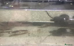 Newt reptiles for sale: Alpine newts for sale - Image 3