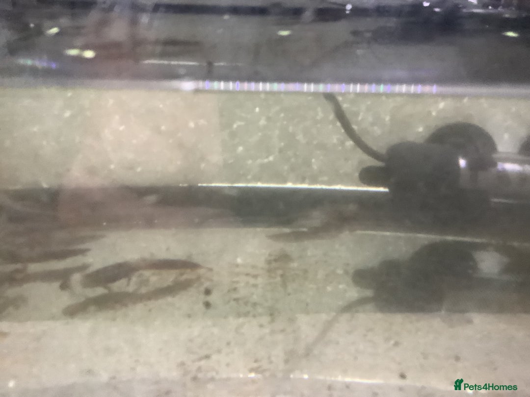 Newt reptiles for sale: Alpine newts for sale - Image 3