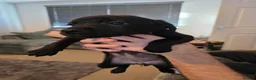 Mixed Breed dogs for sale: Staffie×whippet Pups  - Advert 3
