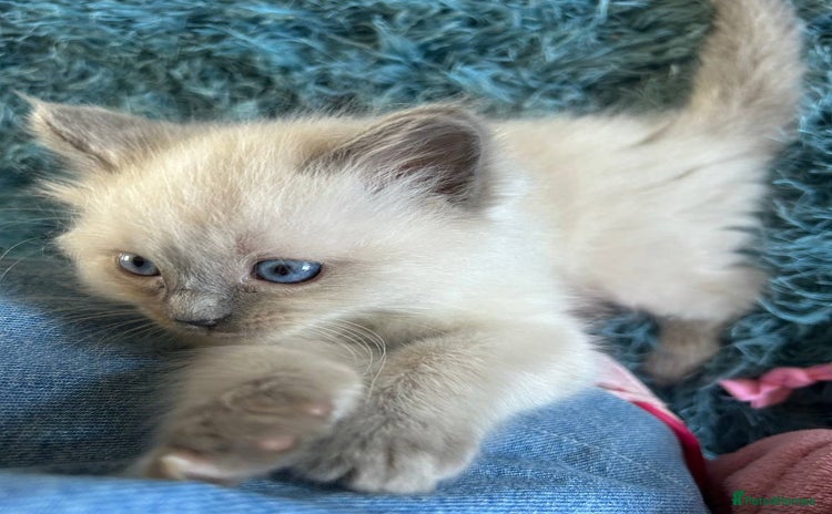 Ragdoll cats - Advert 1