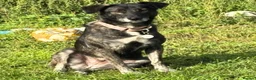 Mixed Breed dogs for adoption: Beauty in Attleborough - Advert 2