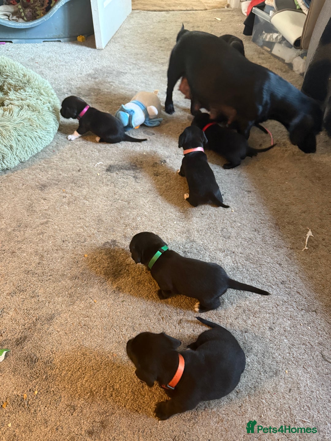 Mixed Breed dogs for sale: Doxla  - Image 20