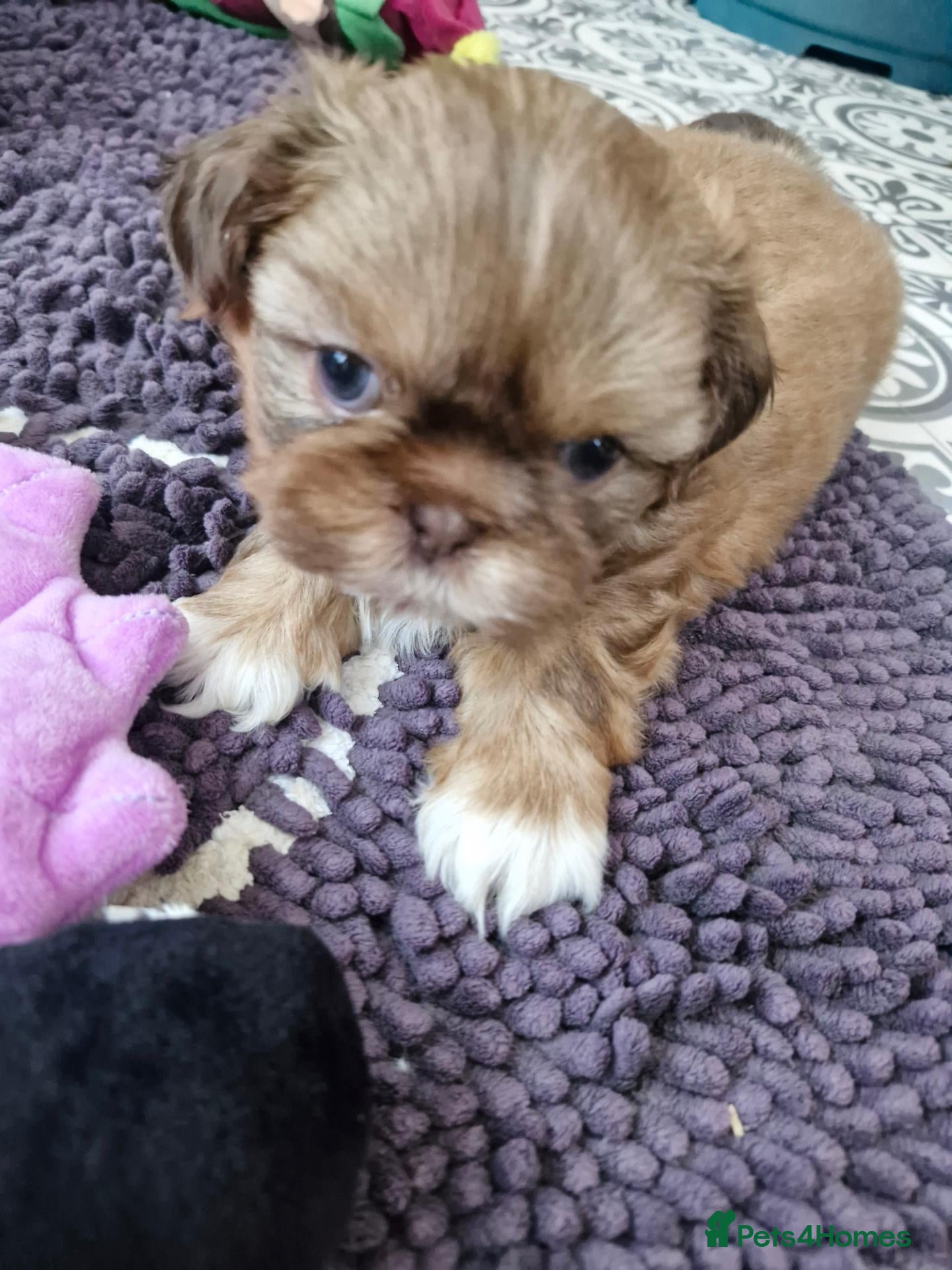 Shih Tzu dogs for sale: KC REG PEDIGREE SHIH TZU PUPPIES - Advert 1