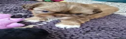 Shih Tzu dogs for sale: KC REG PEDIGREE SHIH TZU PUPPIES - Advert 20