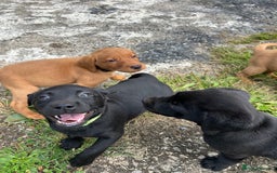 Labrador Retriever dogs for sale: Labrador pups, 1 boy available.  in Launceston - Image 11