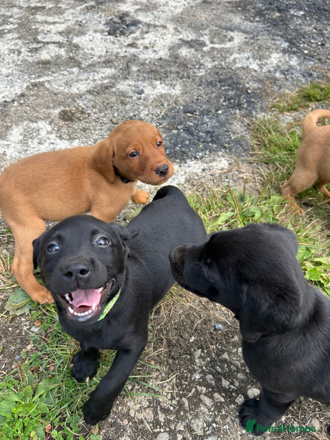 Labrador Retriever dogs for sale: Labrador pups, 1 boy available.  in Launceston - Image 11
