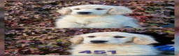 Golden Retriever dogs for sale: Stunning Golden Retrievers - Advert 6