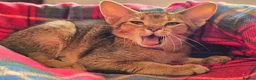 Abyssinian cats for sale: Stunning Kittens – Not to Miss - Advert 23