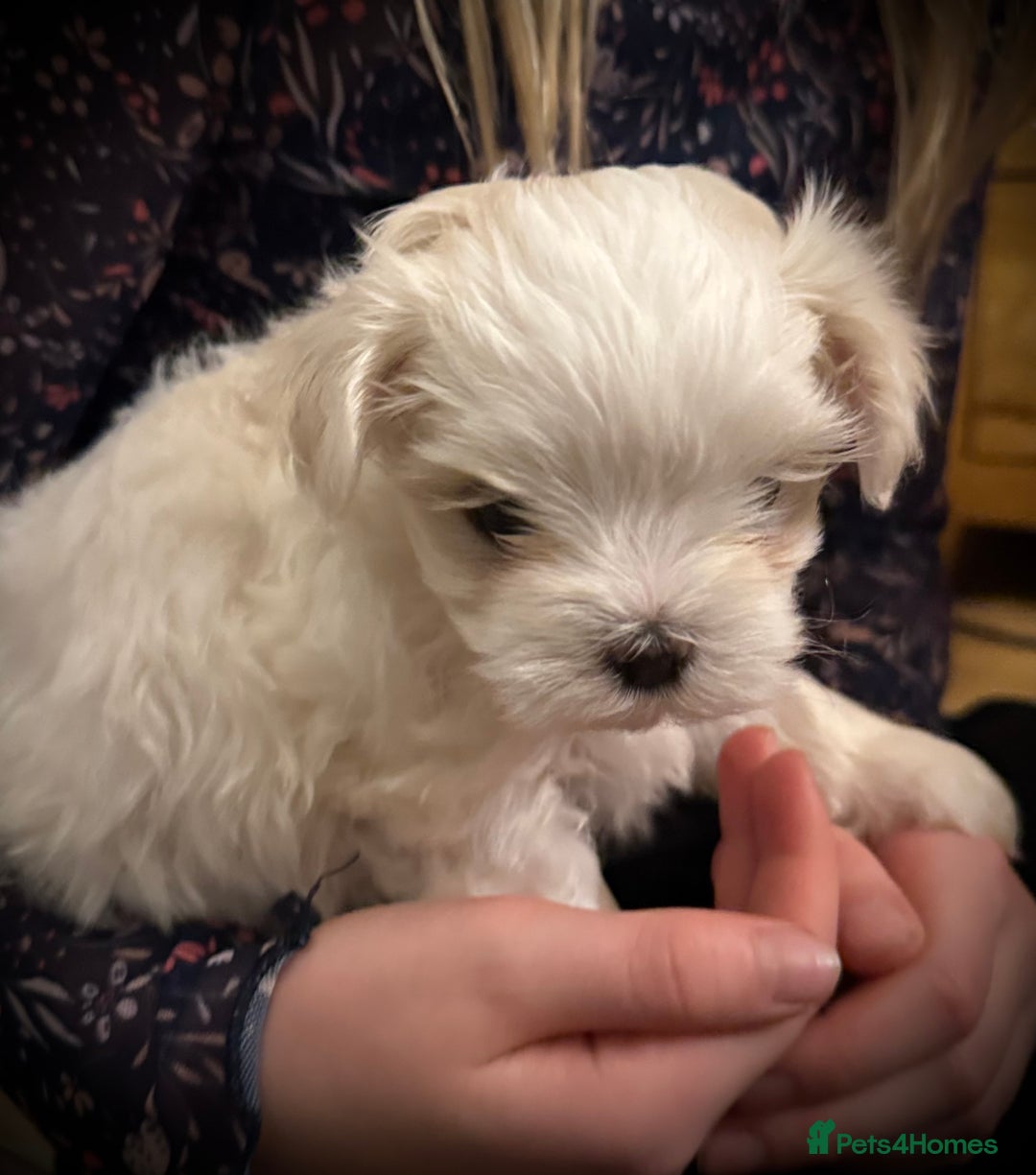 Maltese dogs for sale: Korean Maltese - 2 boys available  - Advert 14