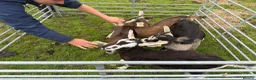 Goats livestock for sale:  Tog X alpine goats - Advert 7