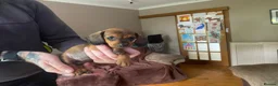 Miniature Dachshund dogs for sale: Mini dachshund puppies  in Dalkeith - Advert 11