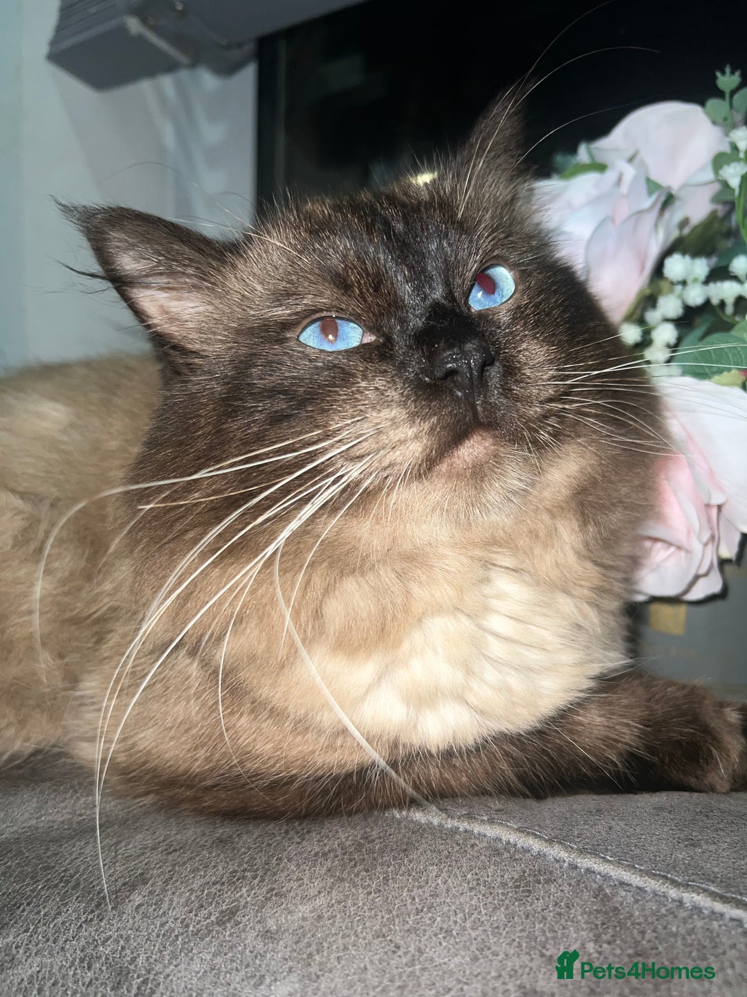 Ragdoll cats for stud: Stunning ragdoll for stud  - Image 2