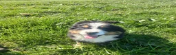 Bernese Mountain Dog dogs for sale: Beautiful Bernese Mountain Dog Puppy - Advert 3