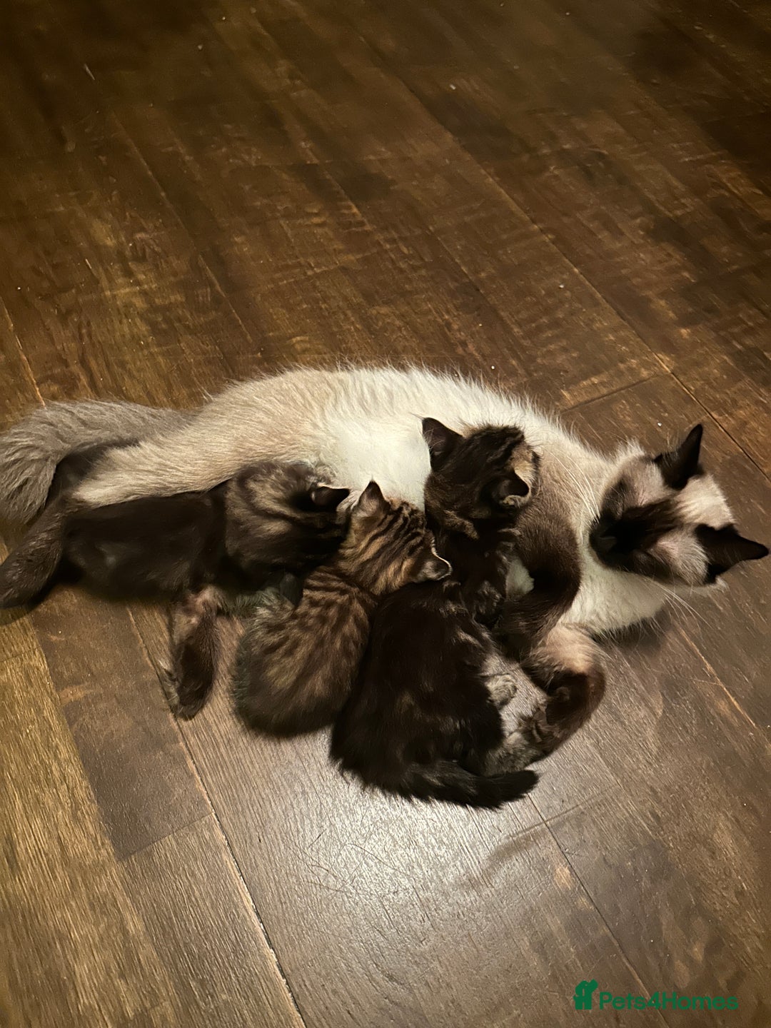 Mixed Breed cats for sale: Ragdoll Cross Kittens, 2 boys 1 girl - Advert 1