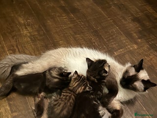 Mixed Breed cats Ragdoll Cross Kittens, 2 boys 1 girl - Advert 1