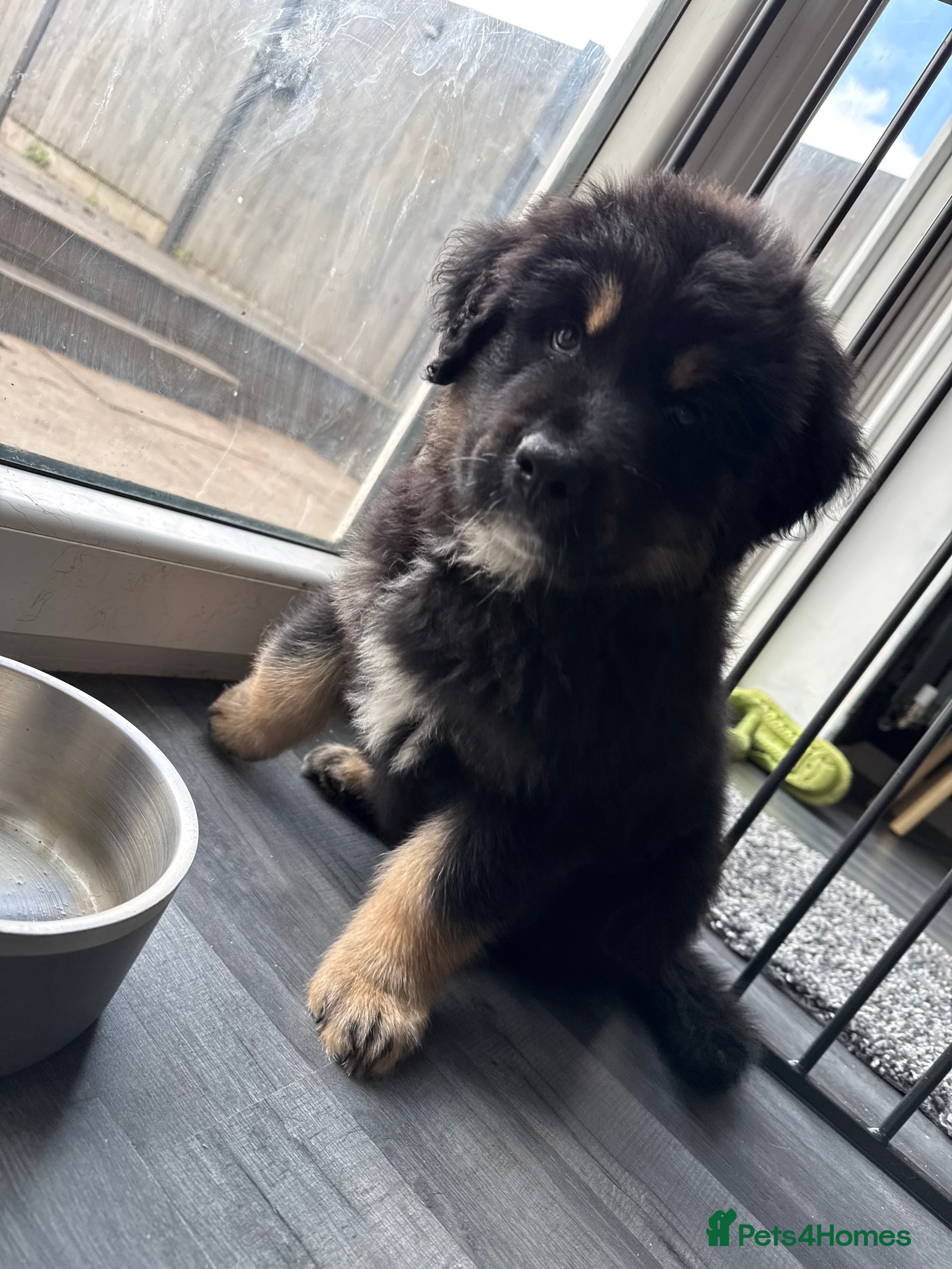 Mixed Breed dogs Rottweiler/husky pup left (ready from Friday 13th) - Advert 1