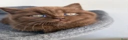 British Shorthair cats for sale: Chocolate GCCF Pure Pedigree British Shorthair - Advert 7