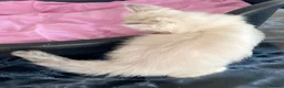 Ragdoll cats for sale: Beautiful Ragdoll x Siamese kittens - Advert 7
