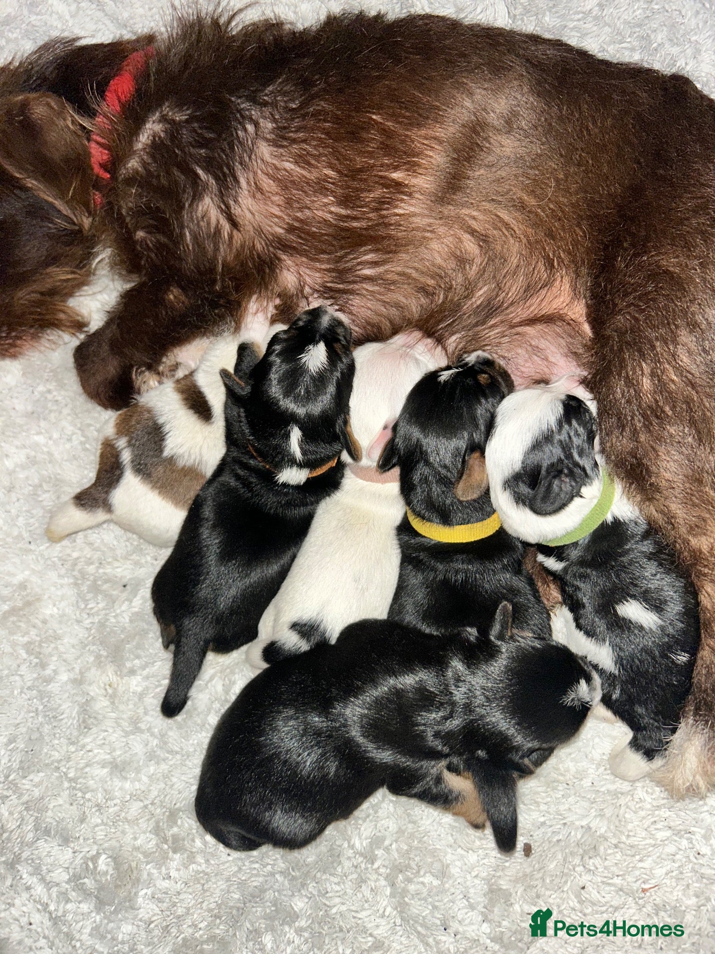 Jack Russell dogs Jack Russell puppys - Advert 4