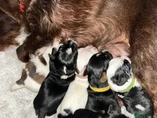 Jack Russell dogs Jack Russell puppys - Advert 4