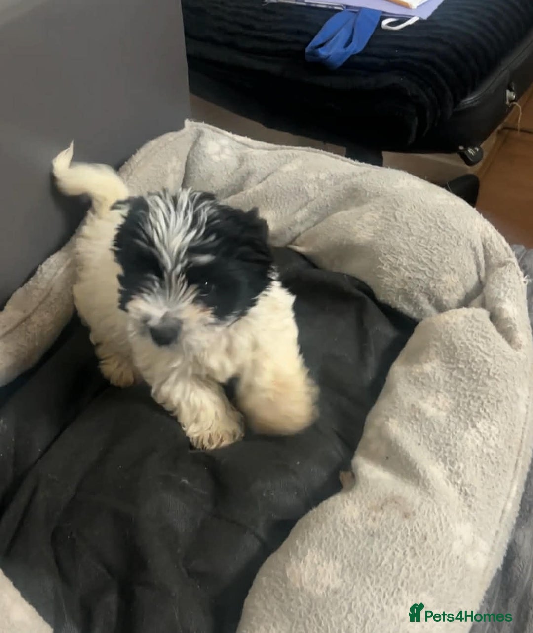 Biewer Terrier dogs for sale: Beautiful biewer terrier puppies for sale - Advert 9