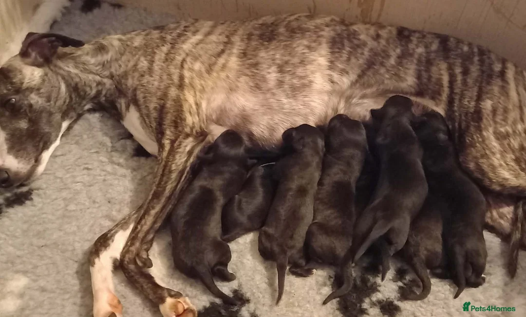 Mixed Breed dogs for sale: Stunning F1 Bedlington/whippet puppies - Advert 9