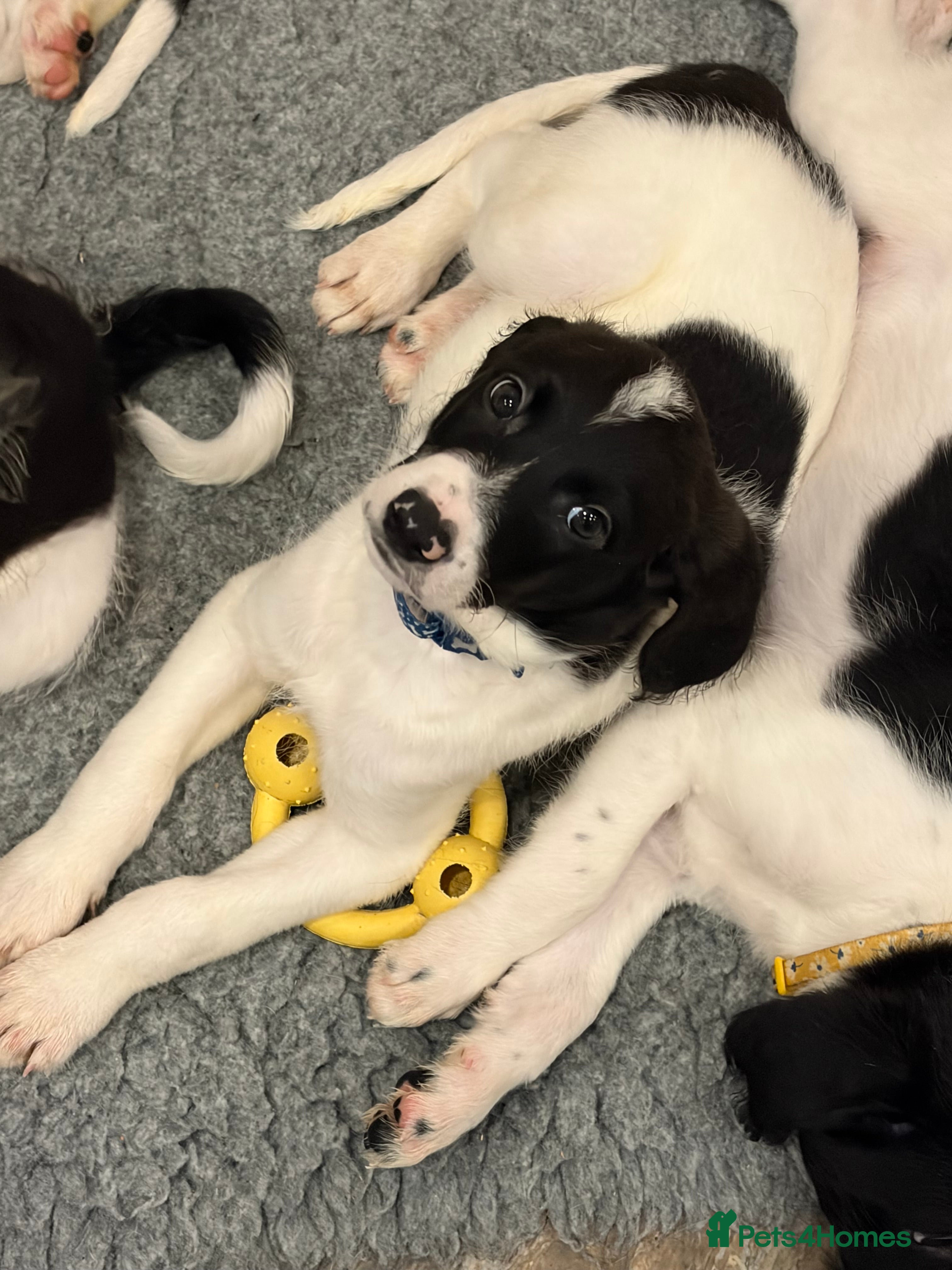 Mixed Breed dogs Lurcher x standard poodle ready now - Advert 2