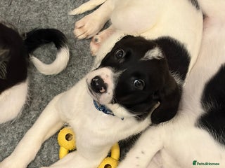 Mixed Breed dogs Lurcher x standard poodle ready now - Advert 2