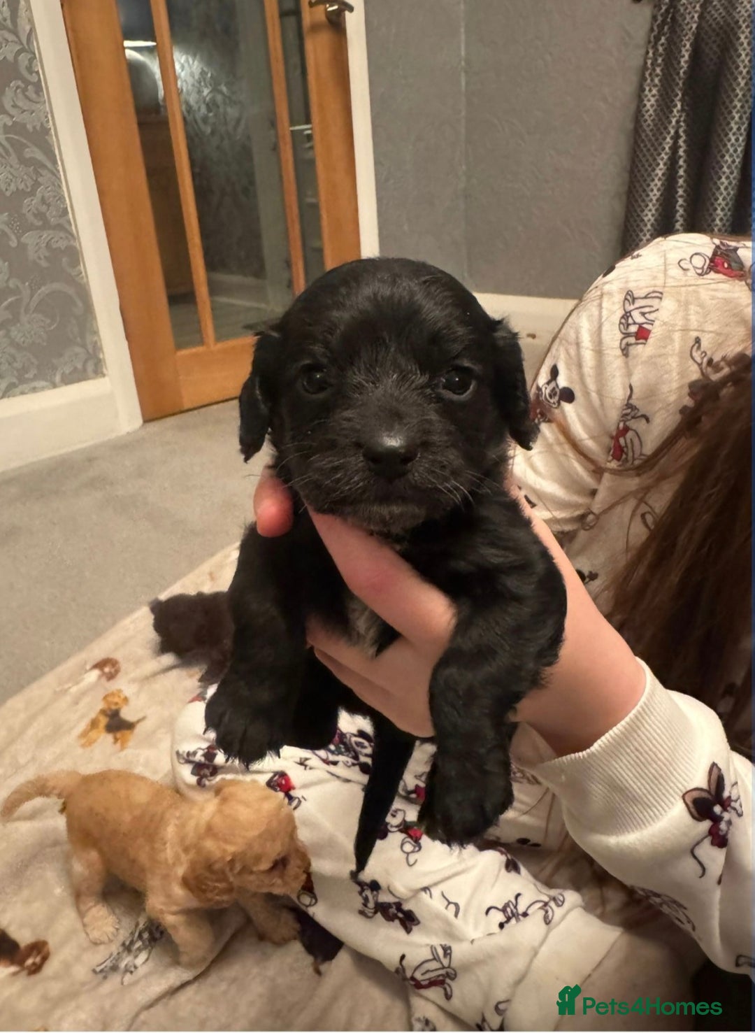 Cockapoo dogs for sale: F2 cockapoo - Advert 1