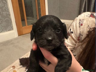 Cockapoo dogs F2 cockapoo - Advert 1