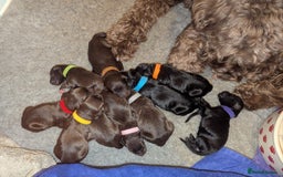 Portuguese Water Dog dogs for sale: Portuguese Water Dog puppies for sale in Oakham - Image 14