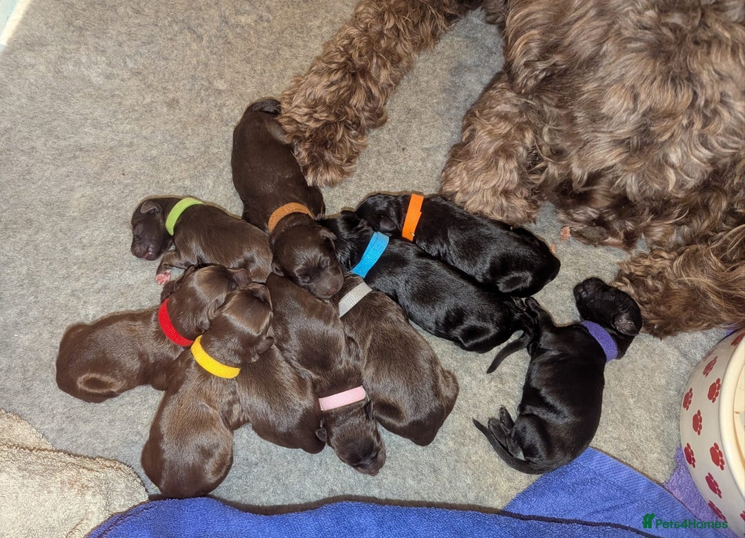 Portuguese Water Dog dogs for sale: Portuguese Water Dog puppies for sale in Oakham - Image 14