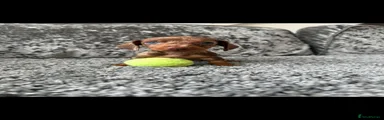 Dachshund 4