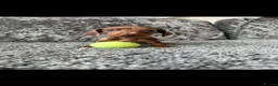 Dachshund dogs for sale: Miniature Dachshund - Advert 15