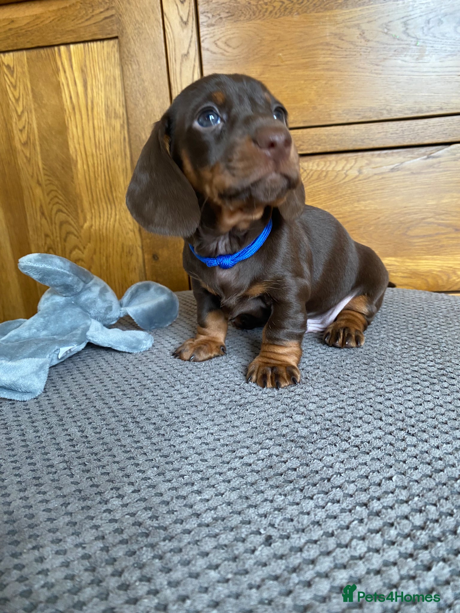 Miniature Dachshund dogs 🐶 last 2 Males Awaiting to be Chosen 🐶 - Advert 1