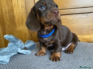 Miniature Dachshund dogs for sale: 🐶 LAST MALE Awaiting to be Chosen 🐶 - Advert 1