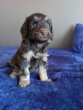 Miniature Poodle dogs Chocolate Phantom Mini Poodle -Ready Now - Advert 1