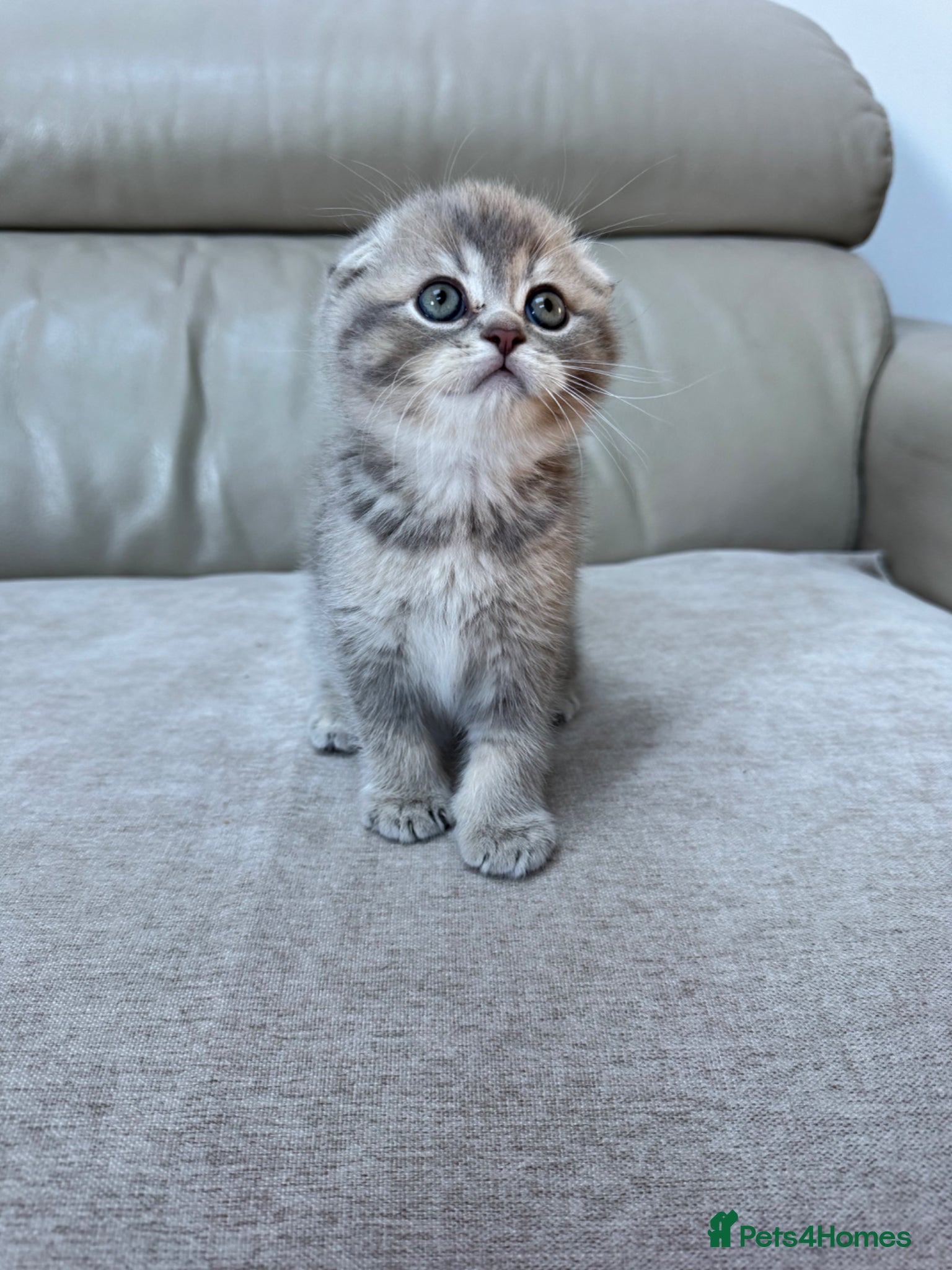 Scottish Fold cats Full pedigree Scottish fold kittens - Advert 2