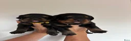 Rottweiler dogs for sale: KC Registered Rottweiler Puppies - Advert 4