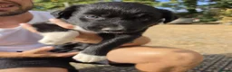 Border Collie dogs for sale: Boarder Collie - Advert 7