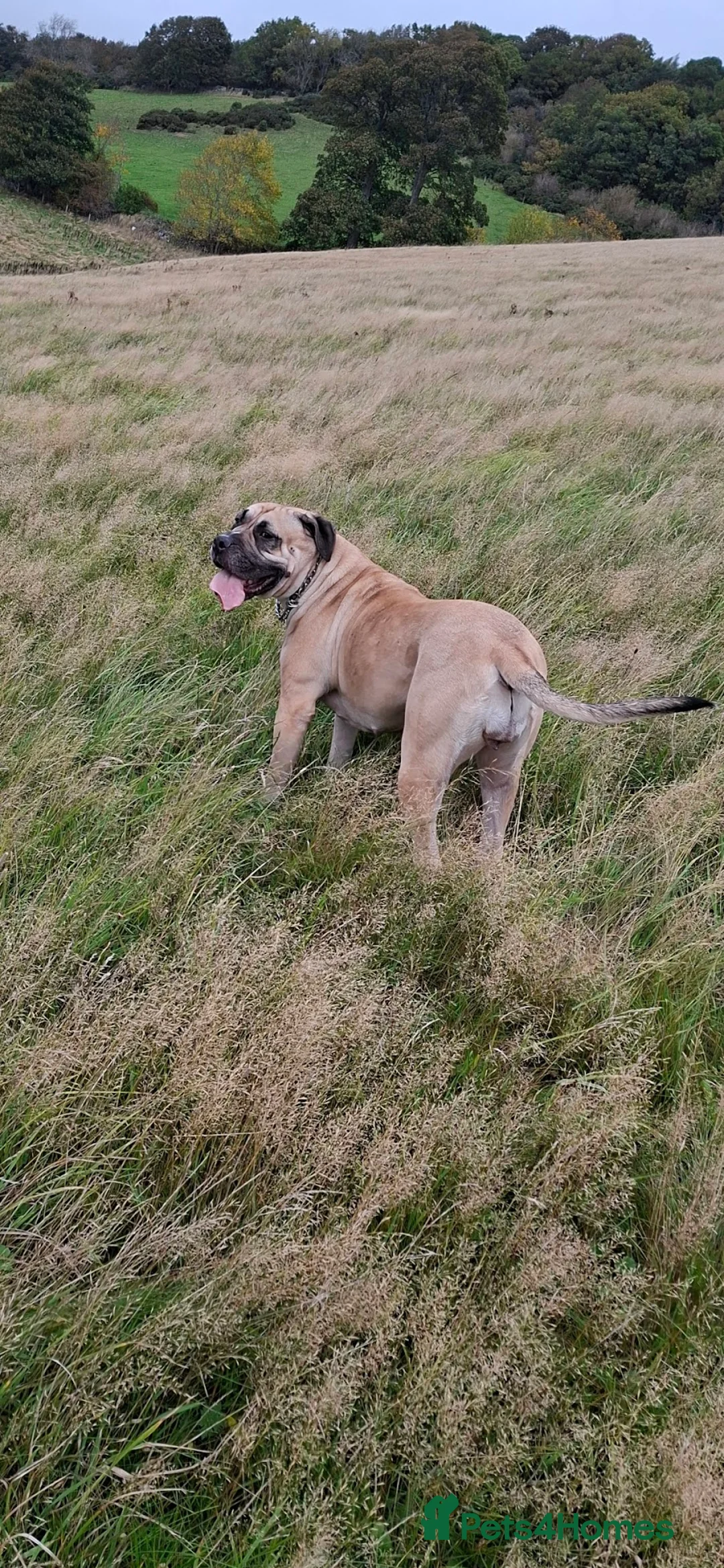 Mixed Breed dogs for sale: Muscle mastiff puppies  - Advert 26