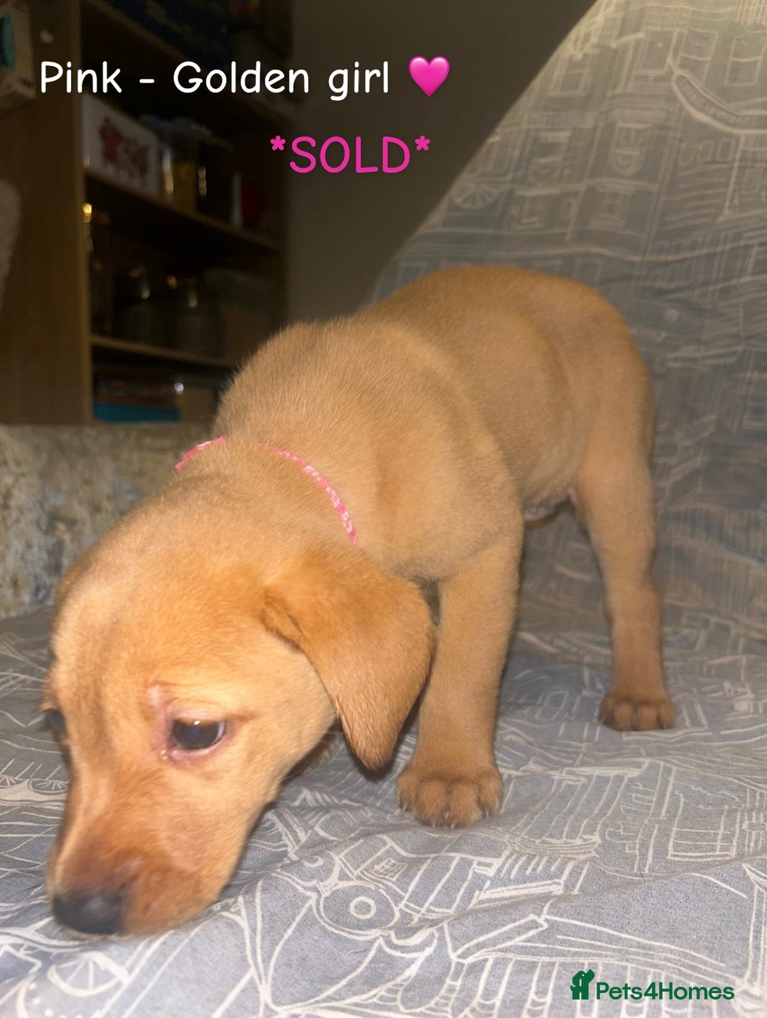 Labrador Retriever dogs for sale: 8 Labrador puppies for sale 🤍 - Advert 9