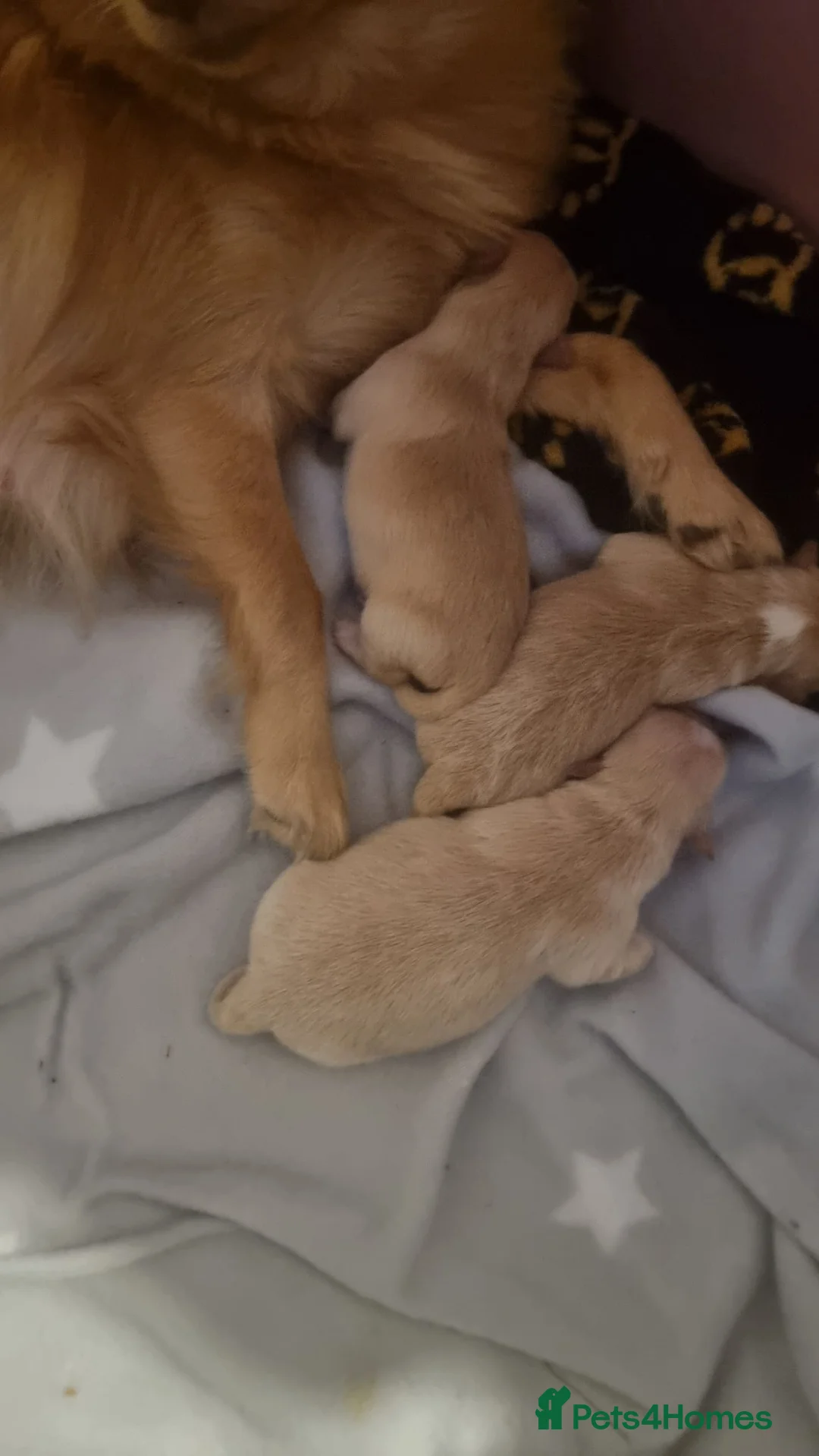 Pomeranian dogs for sale: Baby pon  in London - Advert 2