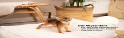 Abyssinian cats for sale: SILVER, Champion Line Abyssinians-Super Friendly  - Advert 39