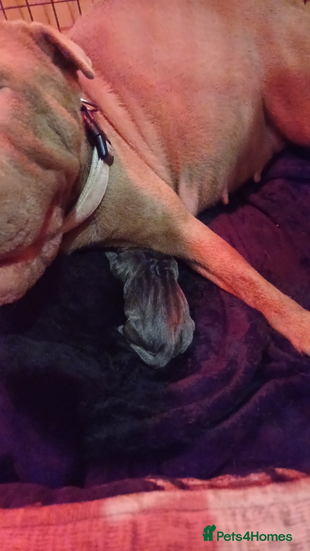 Shar Pei dogs for sale: Beautiful shar-pai pups  - Advert 5