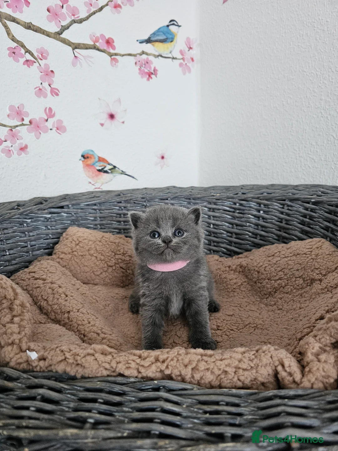 British Shorthair cats for sale: Gccf British shorthair kittens - Advert 10