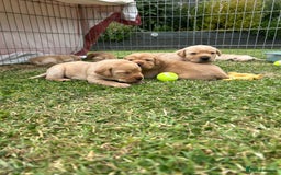 Labrador Retriever dogs for sale: Beautiful Labrador Puppies  - Image 1