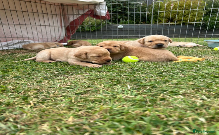 Labrador Retriever dogs - Advert 13