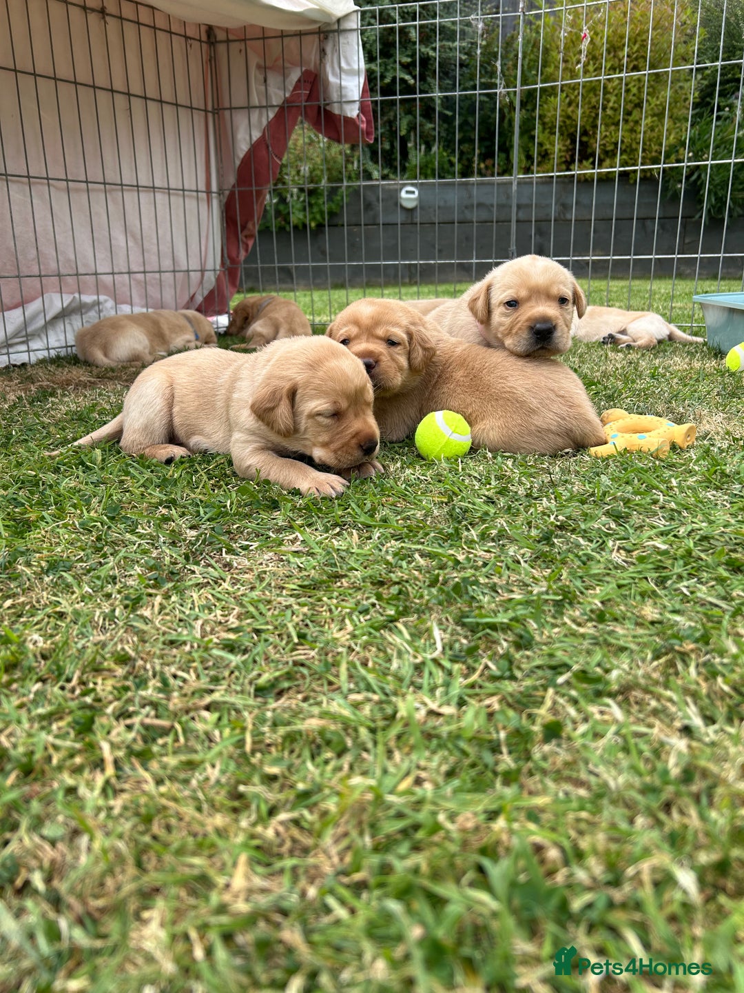 Labrador Retriever dogs for sale: Beautiful Labrador Puppies  - Image 1