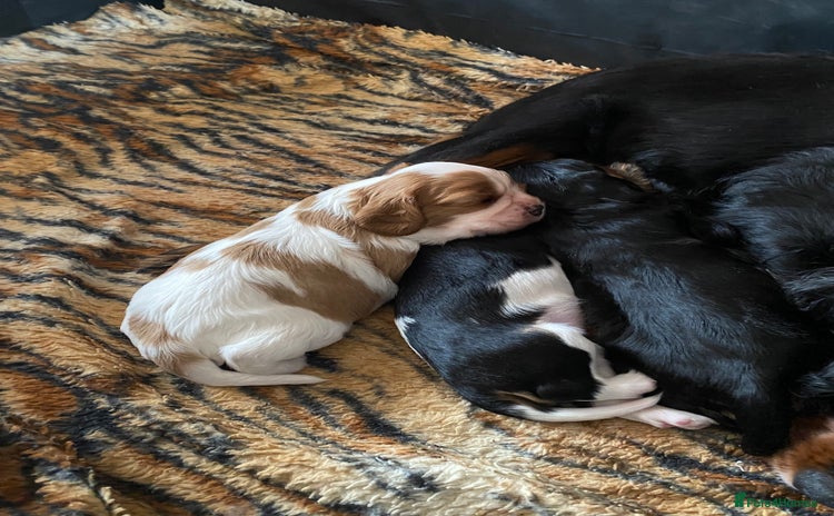 Cavalier King Charles Spaniel dogs for sale - Advert 2